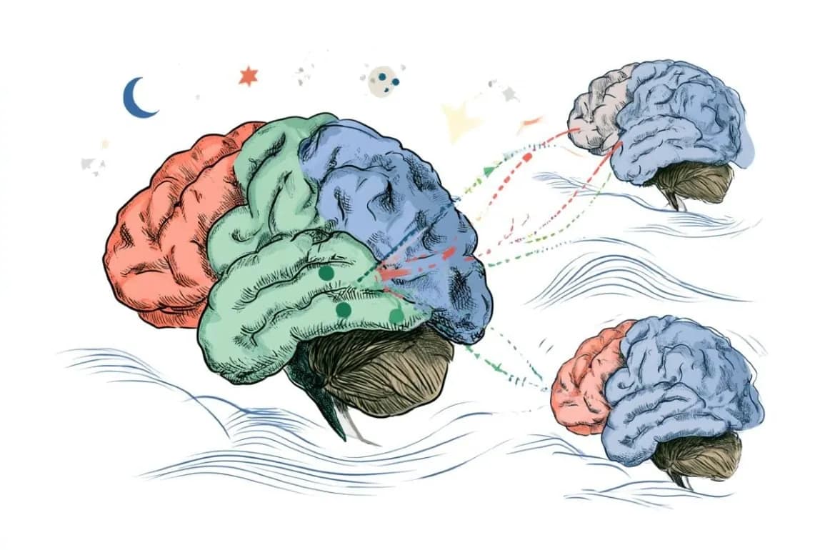 3-Region Neural Circuit Required for Sleep Memory (Neuroscience News)