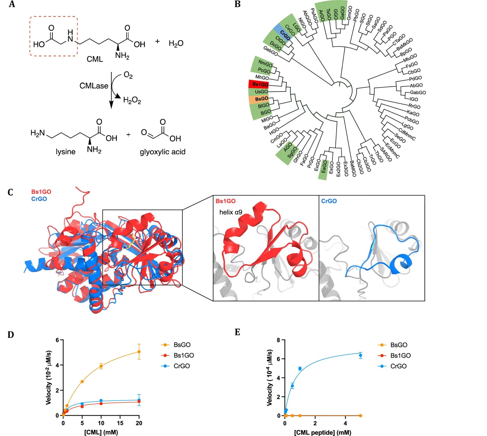 Reversal of protein chemical aging by enzymatic deglycation (Nature - Biotechnology)