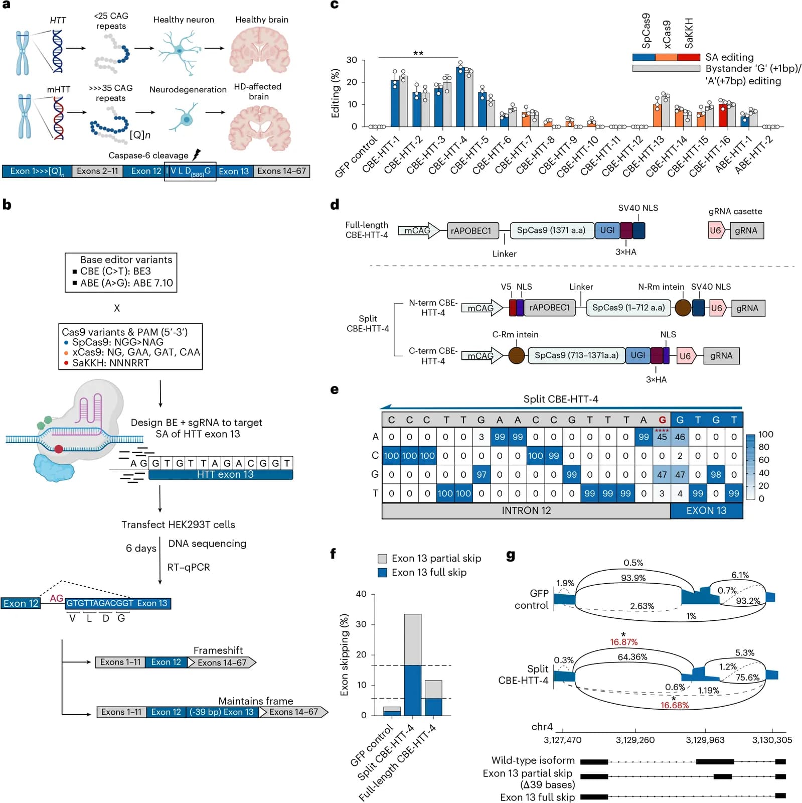 In vivo CRISPR base editing for treatment of Huntington’s disease (Nature - Biotechnology)