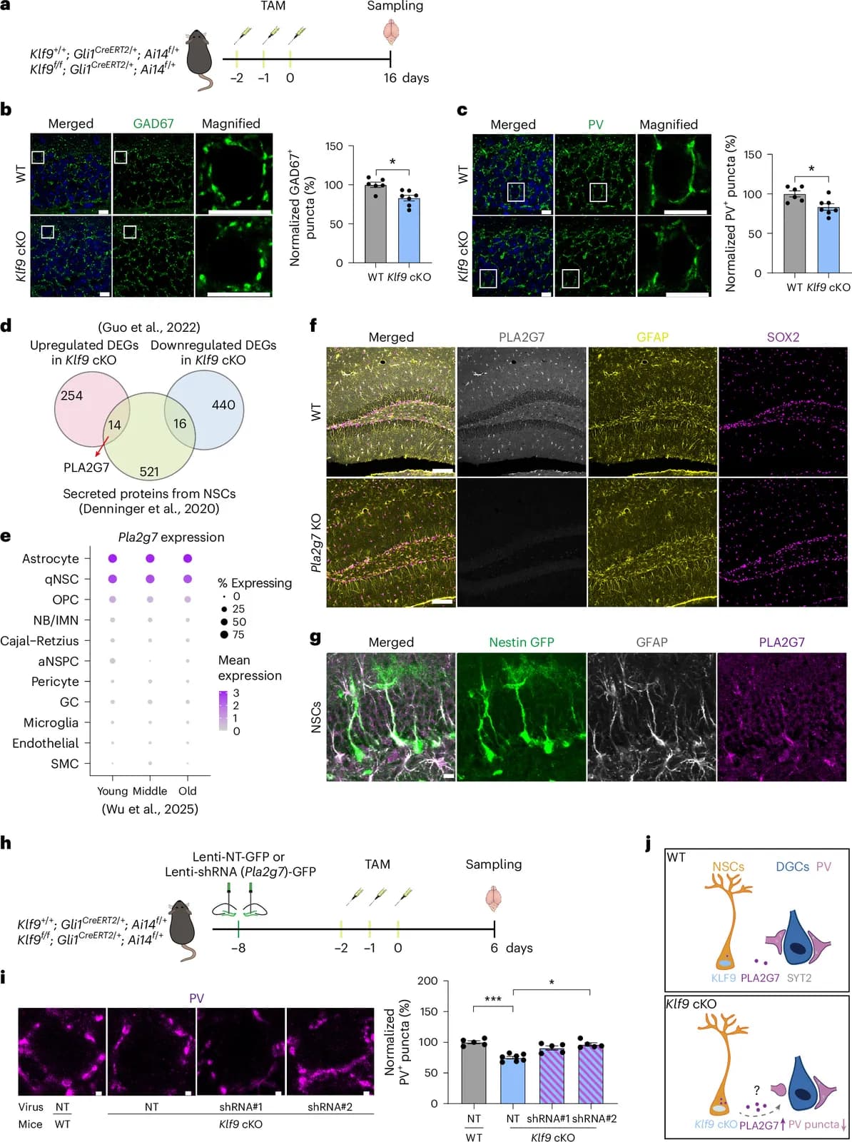 Suppressing neural stem cell PLA2G7 restores inhibitory circuit function and improves cognition in aging mice (Nature Aging)