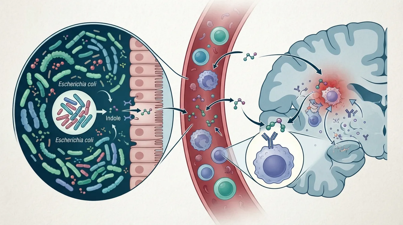 The Gut Microbiome Worsens the Maladaptive Immune Response to Stroke