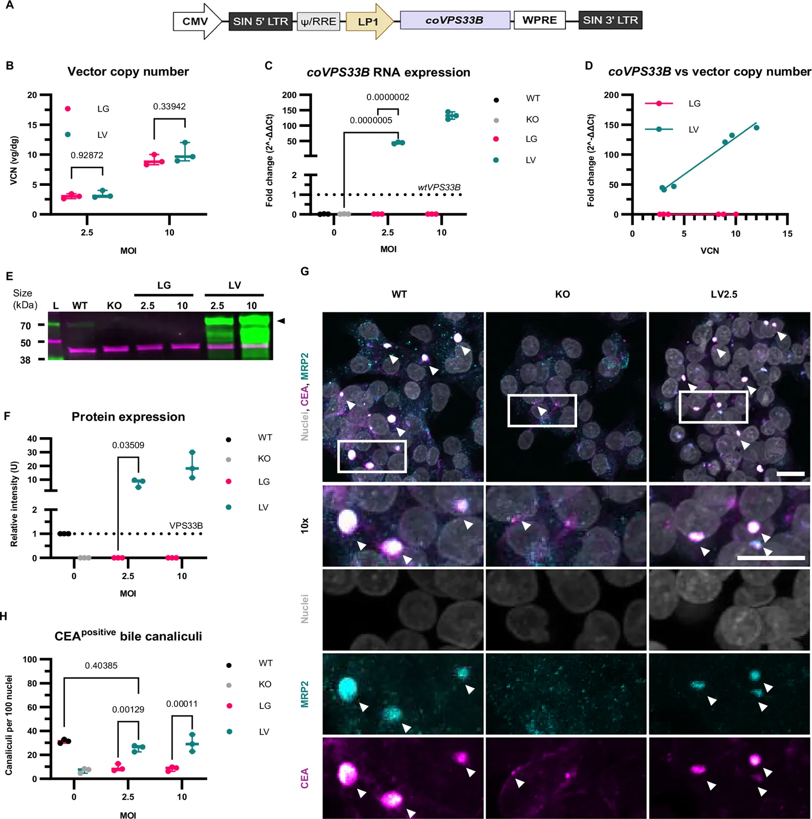 Safety and efficacy analysis of in vivo lentiviral gene therapy in pre-clinical ARC syndrome models (Nature - Biotechnology)