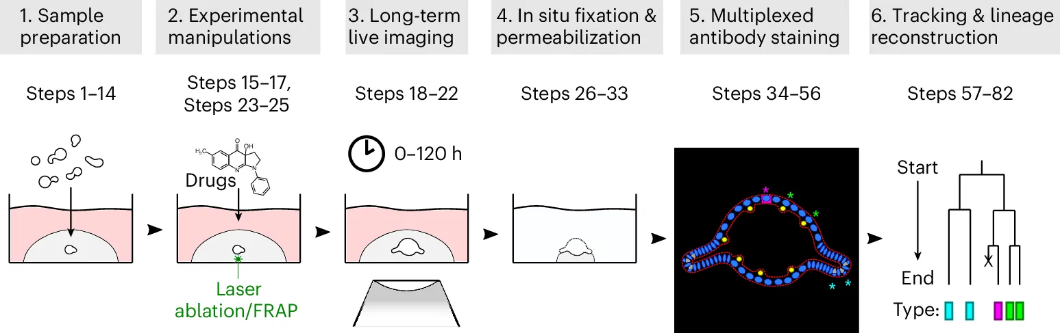 Quantitative imaging of dynamic processes in intestinal organoids
