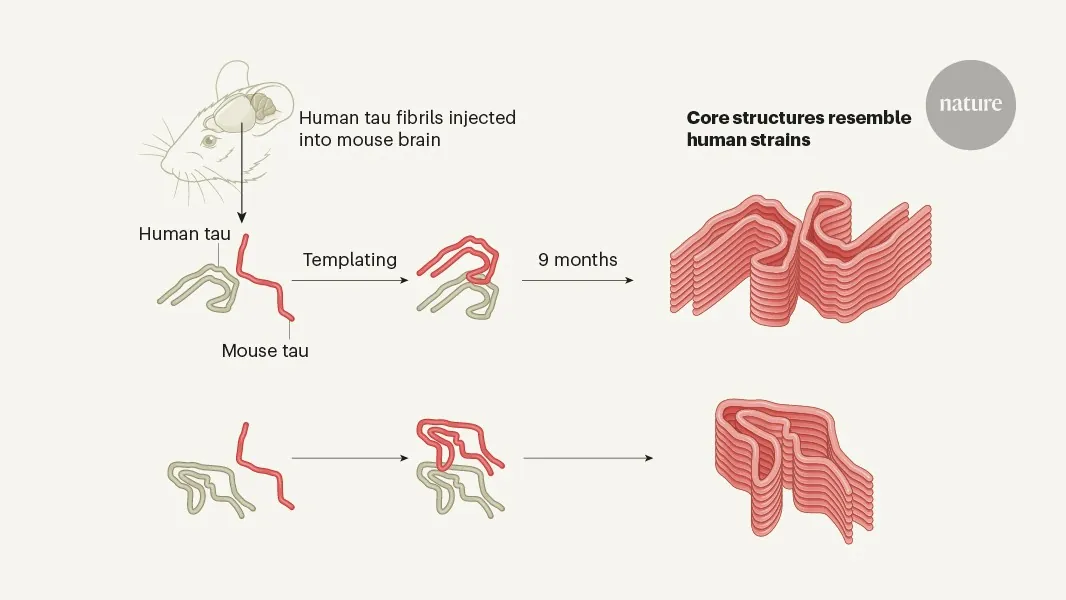 Harmful tau spreads like self-propagating prion proteins