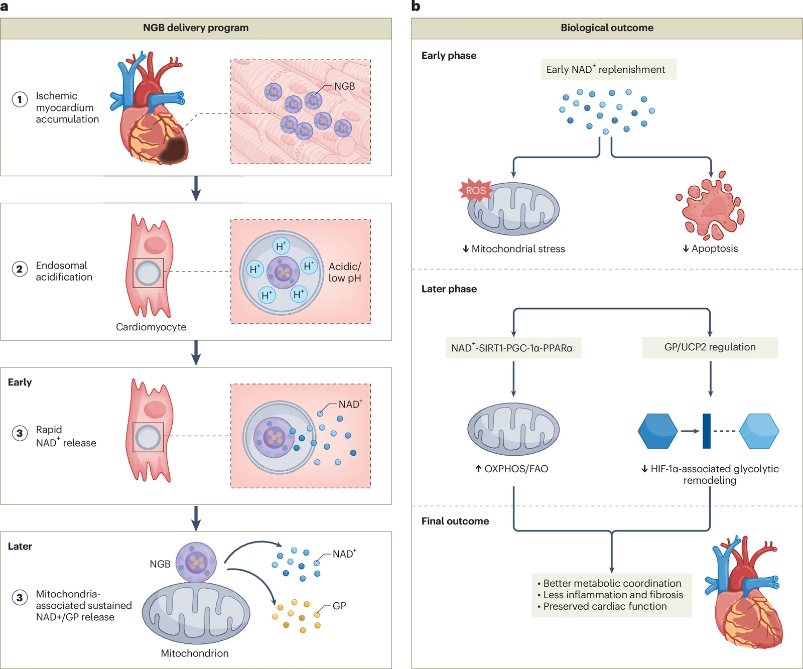 Timed metabolic repair after myocardial infarction