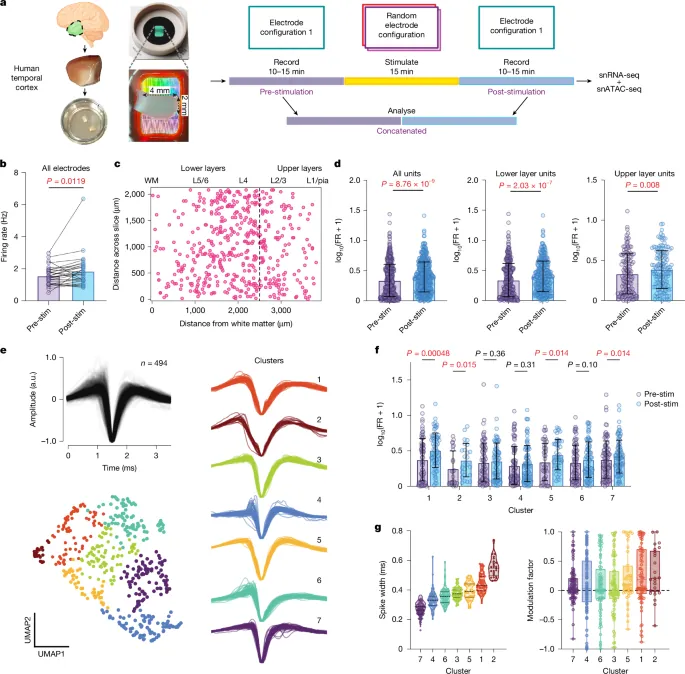 Stimulation modulates gene-linked cell assemblies in the human brain - Nature