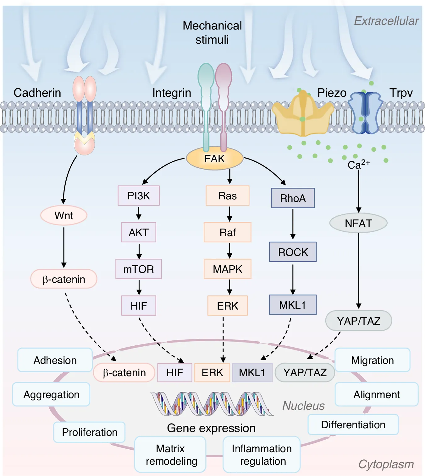 Mechanobiology of orofacial tissues: principles, mechanisms, and therapeutic applications
