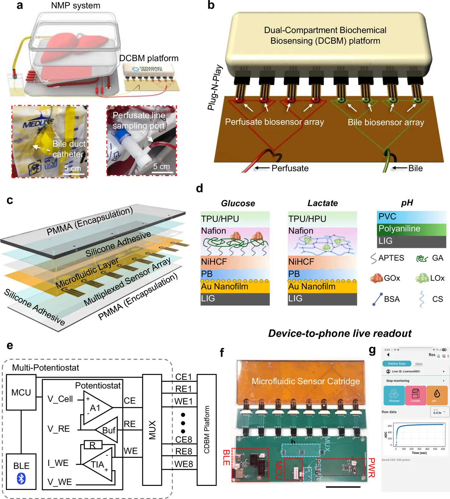 A clinically deployed dual-compartment biochemical monitoring platform for human liver perfusion