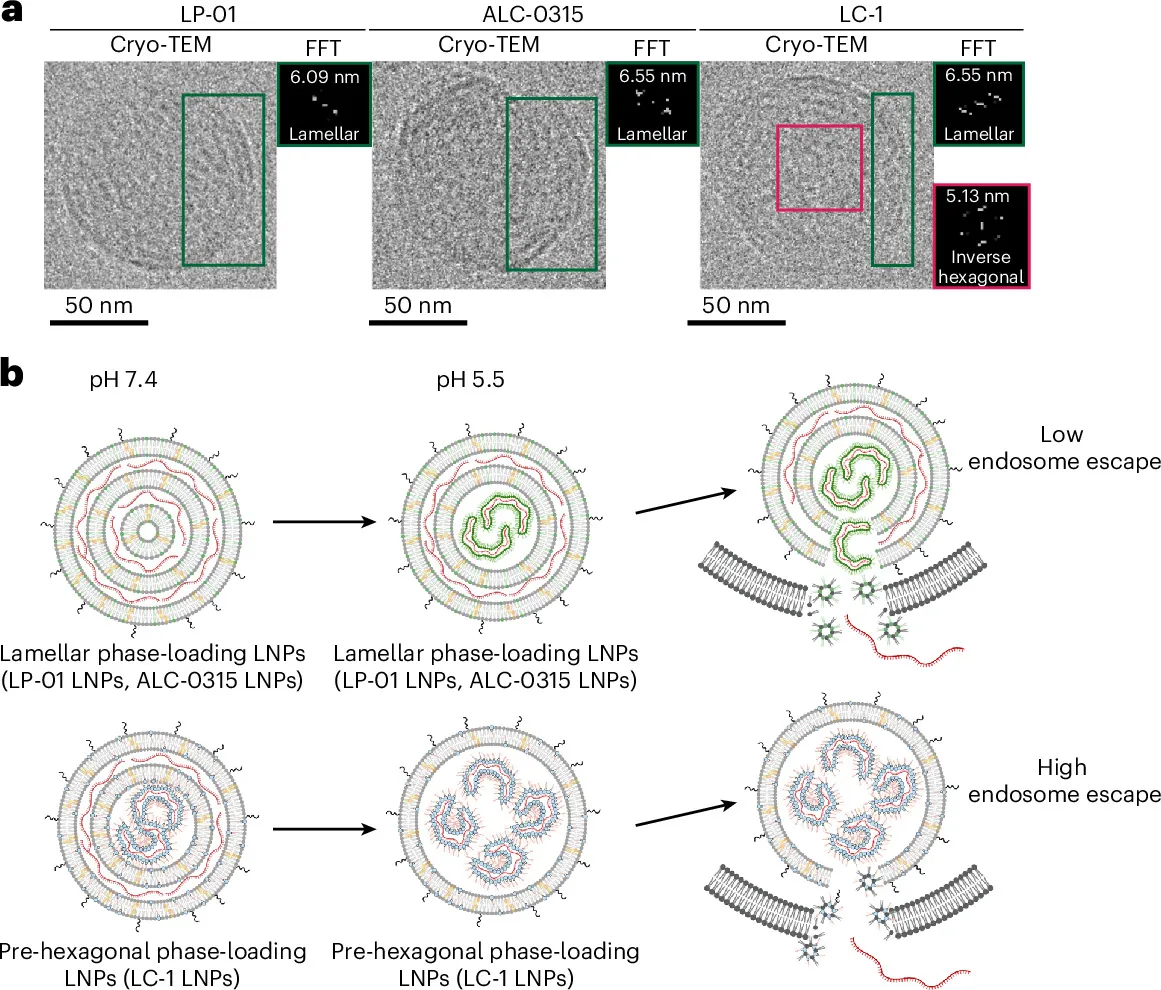 Cargo size matters when designing lipid nanoparticles for delivery of large gene editors
