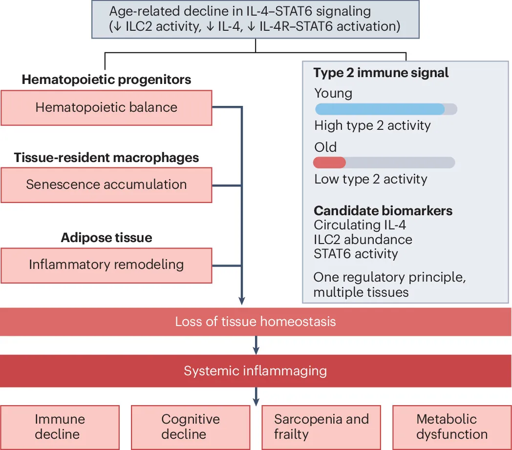 Type 2 immunity as a counter-regulatory axis in aging