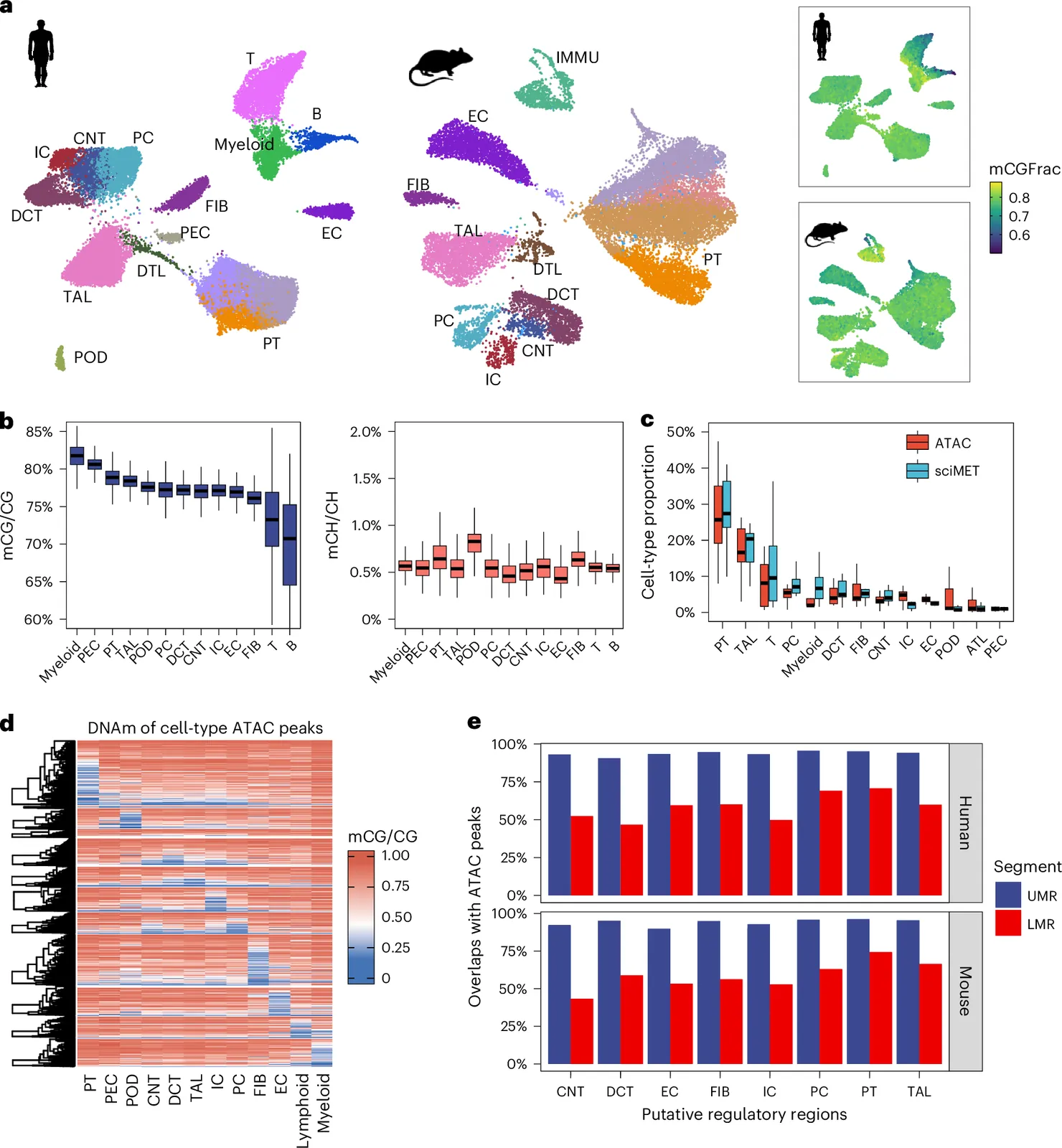 A cross-species single-cell kidney epigenome atlas reveals epithelial-dominant aging-like states in disease