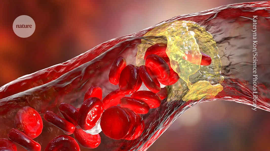 Revealed: how this common gut microbe protects against heart disease