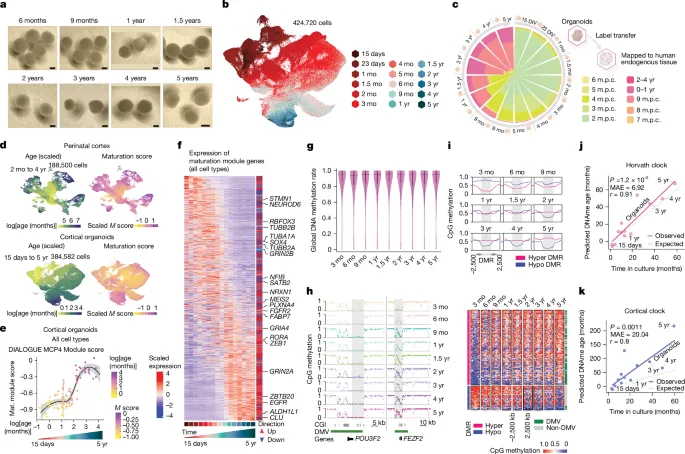 Human brain organoids record the passage of time over multiple years - Nature