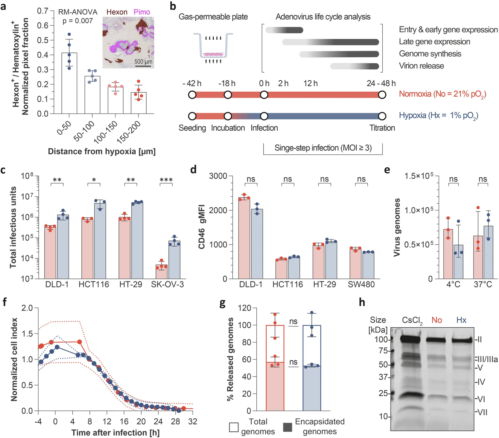 Hypoxia increases the activity of oncolytic adenoviruses through HIF-2α-stimulated E1A expression