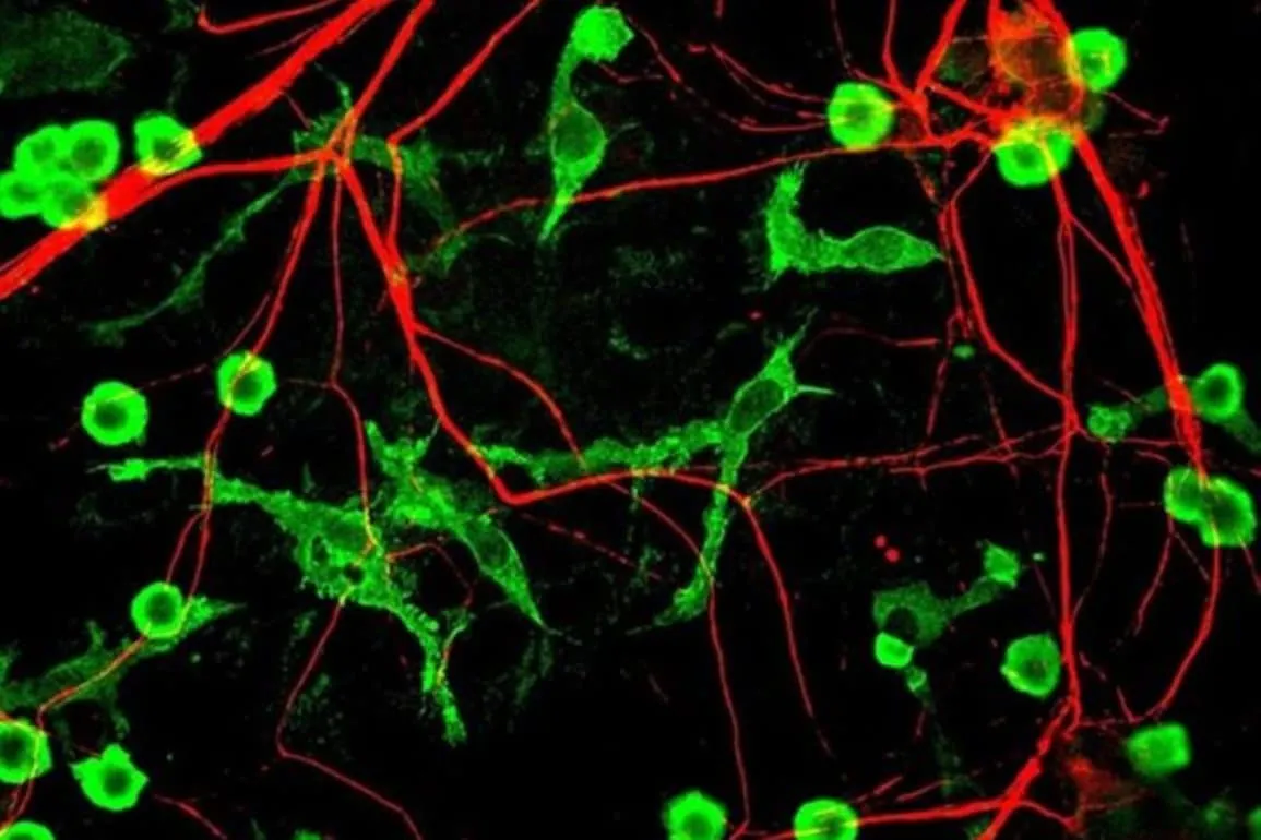 Macrophages Settle in the Brain After Sepsis, Driving Memory Loss
