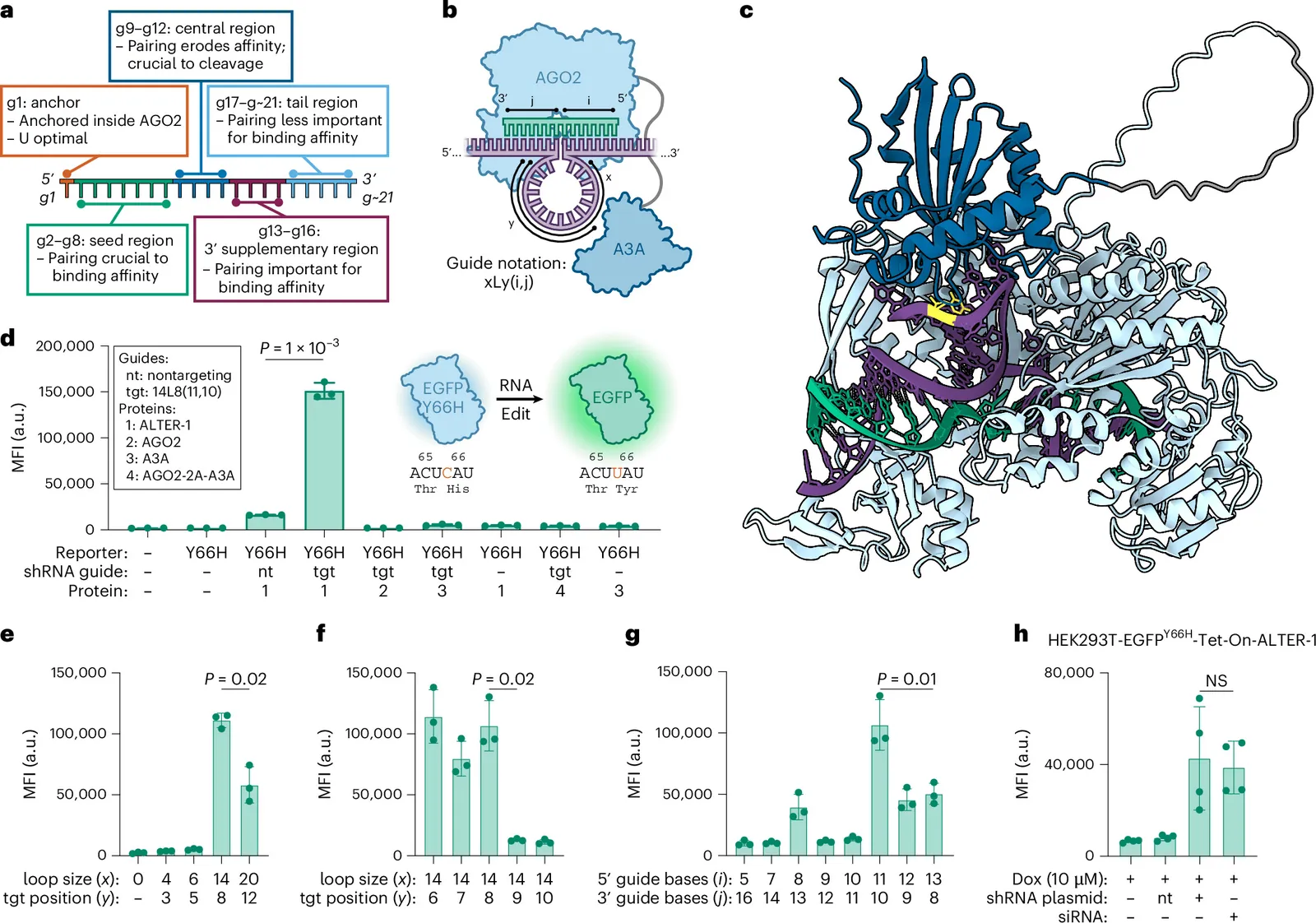 Engineered human Argonaute 2 for targeted C-to-U RNA base editing