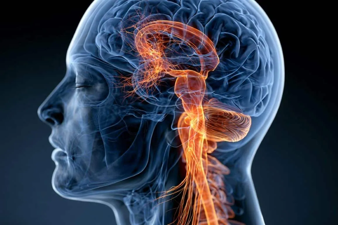 Key to Fighting Brain Tumors Lives in the Neck