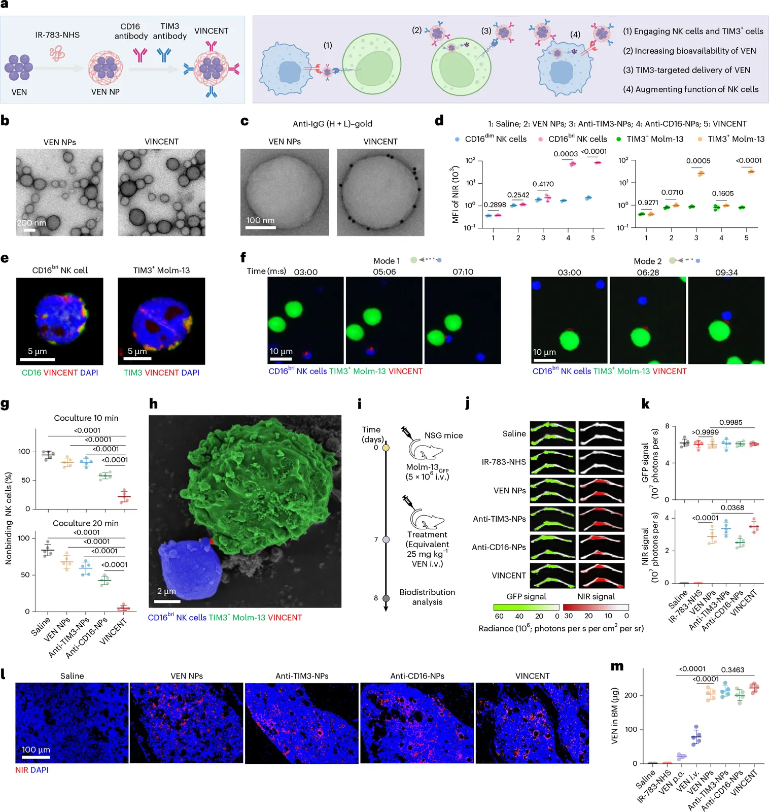 TIM3-targeted delivery of venetoclax overcomes drug resistance and reinvigorates NK cell activity in acute myeloid leukemia