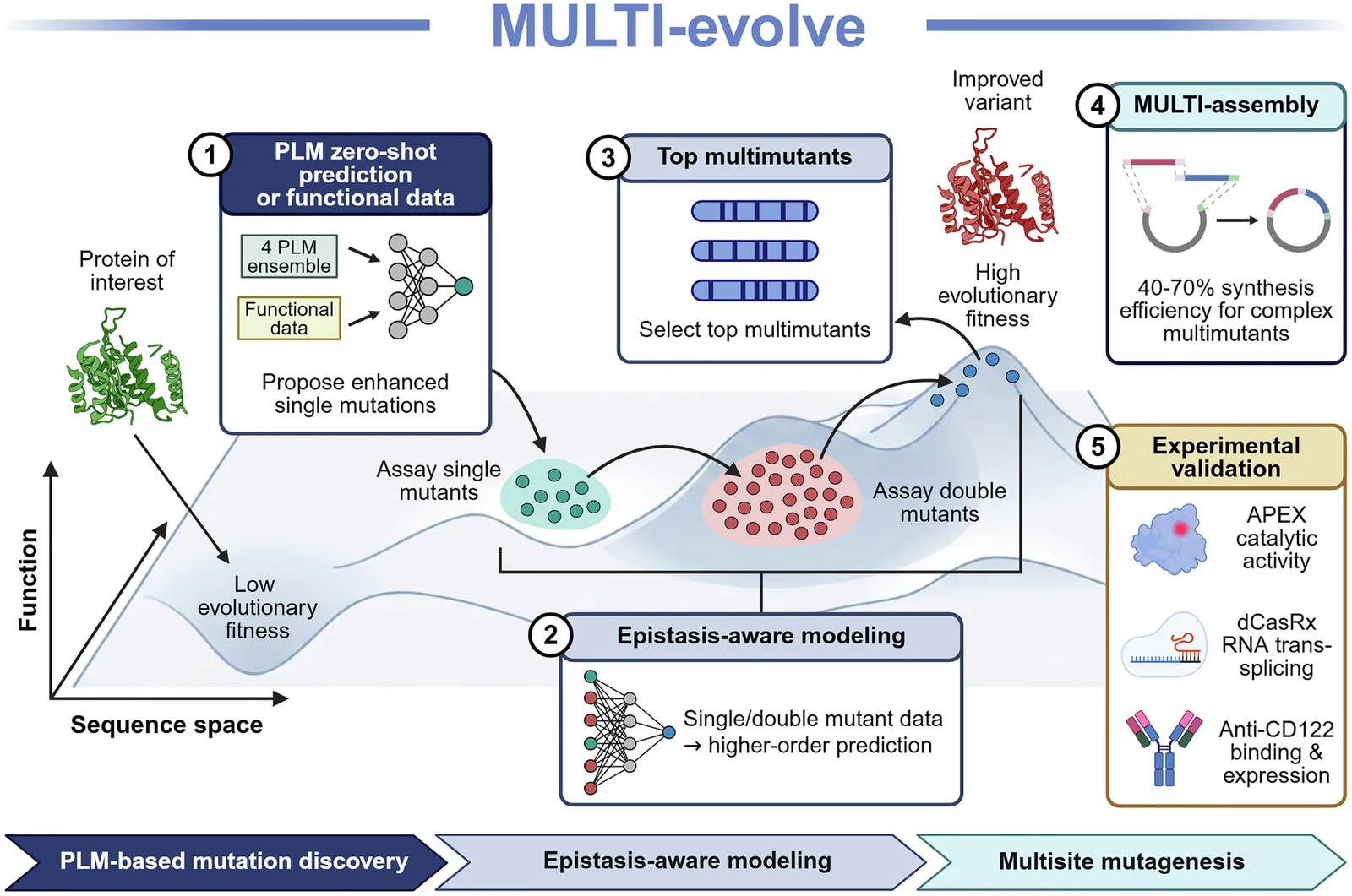 Accelerating protein engineering: an integrated framework combines protein language models and epistatic landscape modeling