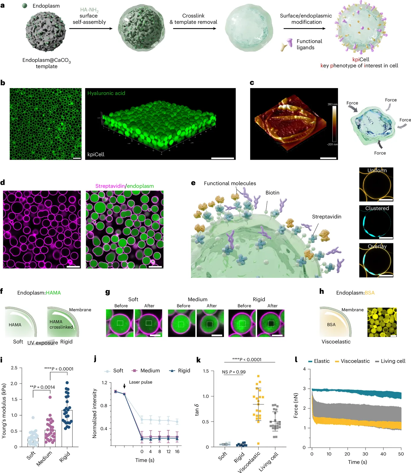 Decoding mechanoregulation in immunological synapses using biomimetic artificial cells