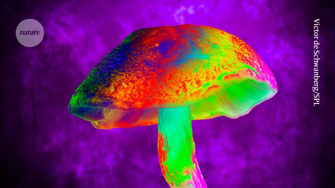 Magic-mushroom compound blocks a severe side effect of chemotherapy in mice