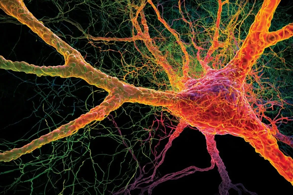 Alzheimer’s Protein APP Acts as Vital Shield for Neurons (Neuroscience News)