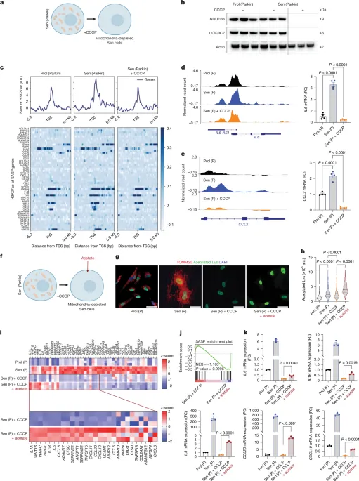 Mitochondrial metabolism and epigenetic crosstalk drive SASP - Nature