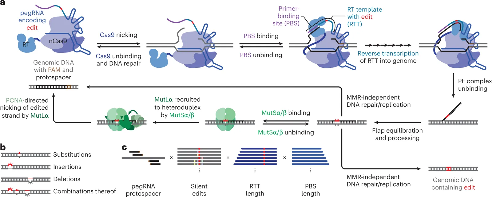 Mechanistic machine learning for prediction of prime editing outcomes