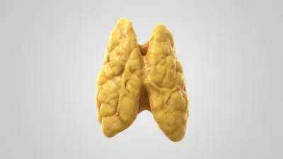 Activating a Key Receptor Fights Thymic Involution in Mice (Lifespan.io)