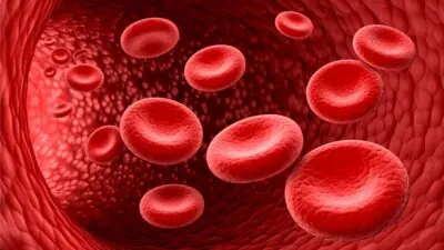 Epigenetic Drug Targets Fat, Improving Blood Vessel Health (Lifespan.io)