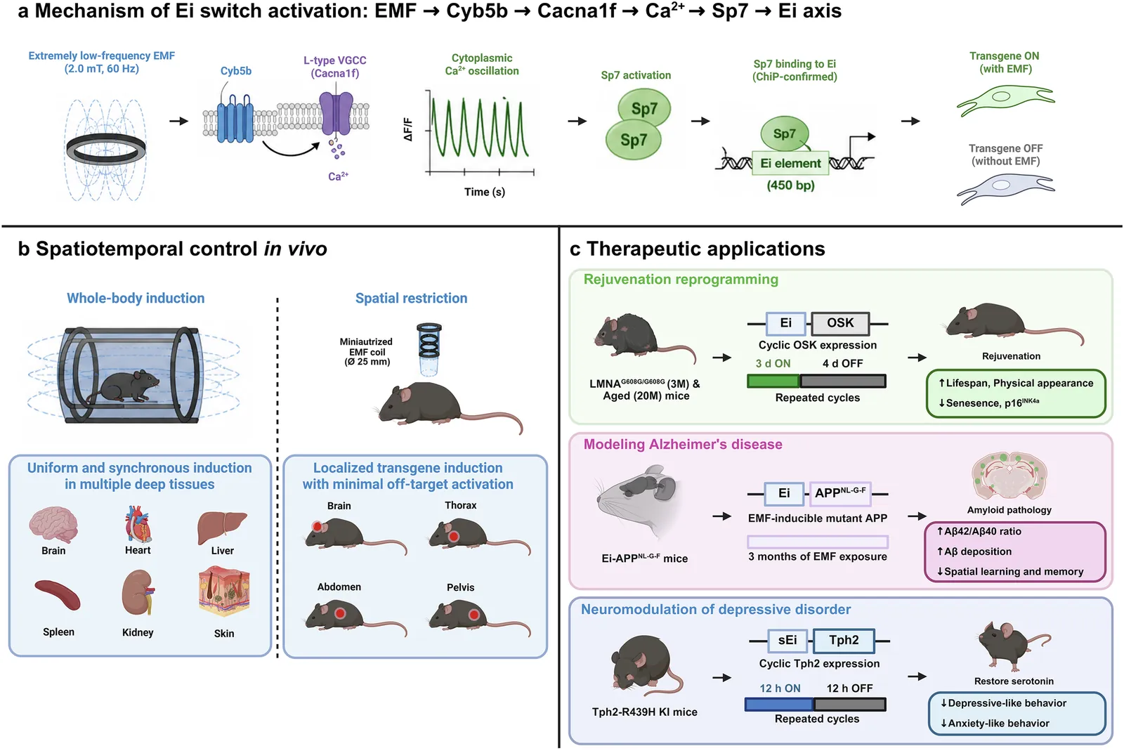 Electromagnetic field‑inducible gene switch: a non‑invasive platform for remote spatiotemporal gene control