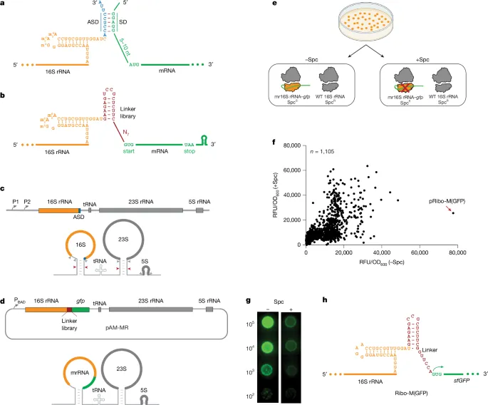 Rewiring the ribosome to translate proteins encoded in its own RNA - Nature
