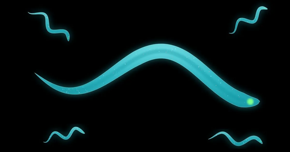 Gene expression model picked 10 compounds that extended worm lifespan