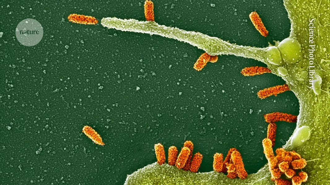 Will the mRNA flu shot work better than a regular seasonal one? What the science says