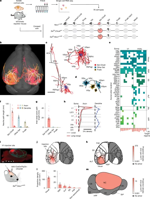 Neocortical long-range inhibition promotes cortical synchrony and sleep - Nature