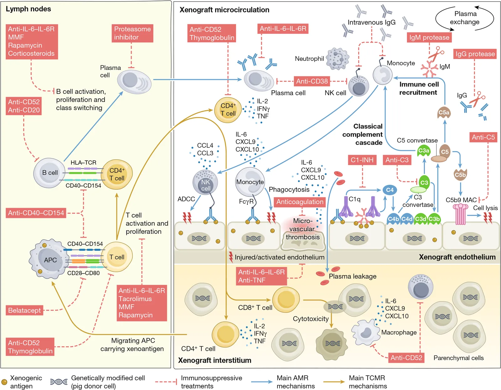 Multimodal precision diagnostics in clinical xenotransplantation