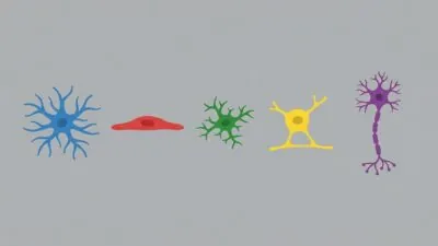 How Senescence Spreads Between Brain Cells