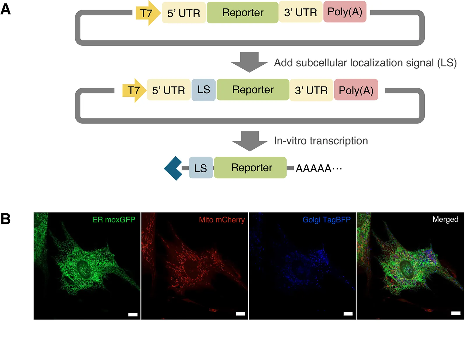 Messenger RNA-encoded reporters for monitoring cellular stress and bioenergetics (Nature - Biotechnology)
