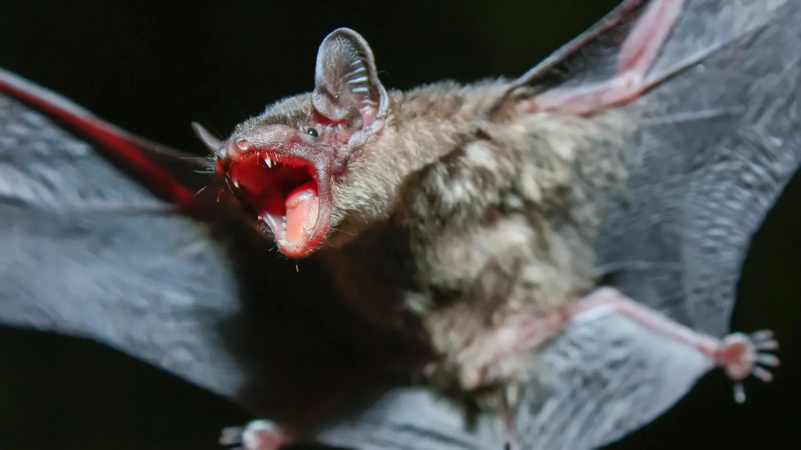 The secret to longer life may be hidden in bat DNA