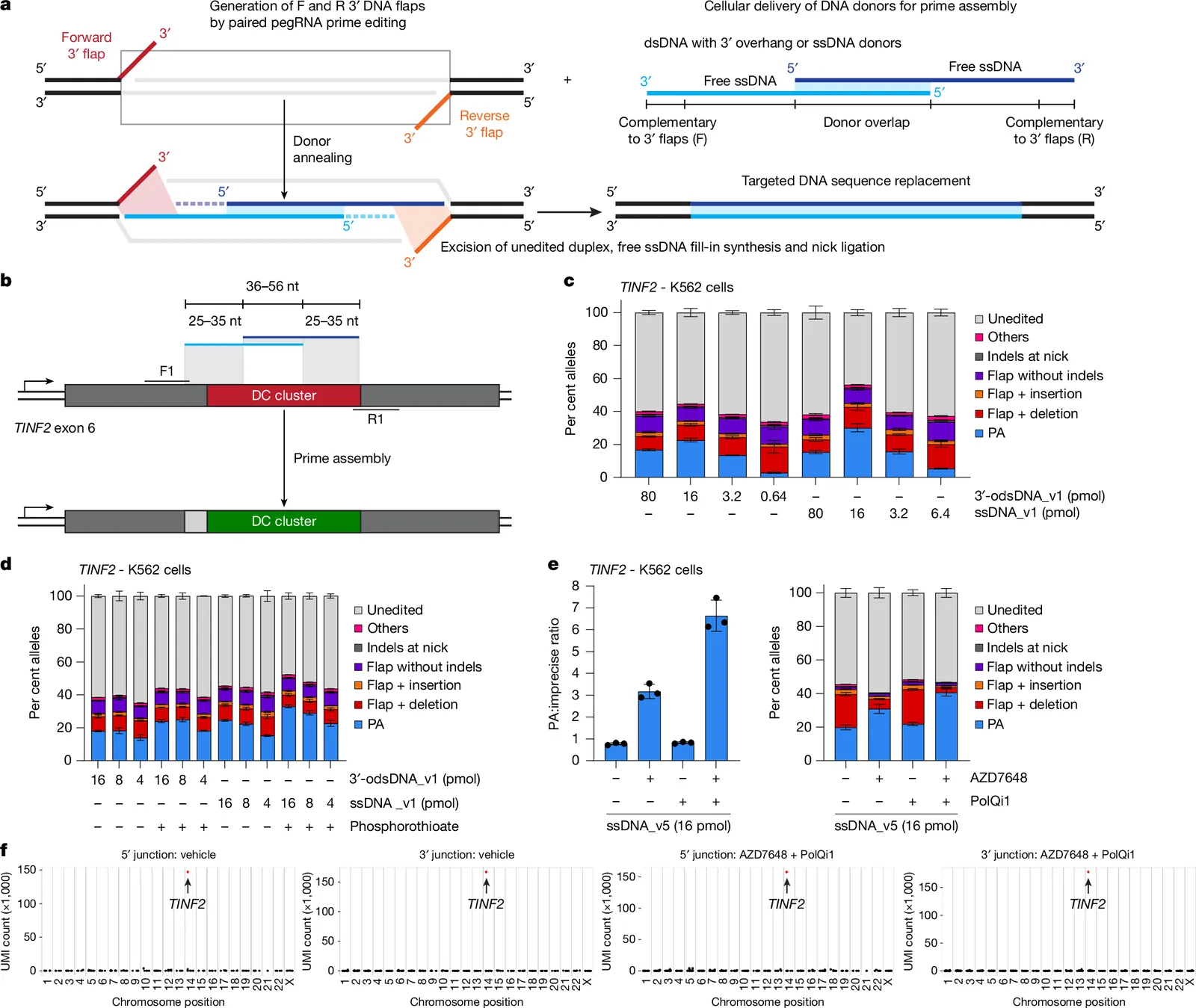 Targeted genomic integration and rearrangement using prime assembly