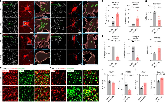 Aberrant excitatory neuronal ERBB4 promotes Alzheimer’s disease pathology - Nature