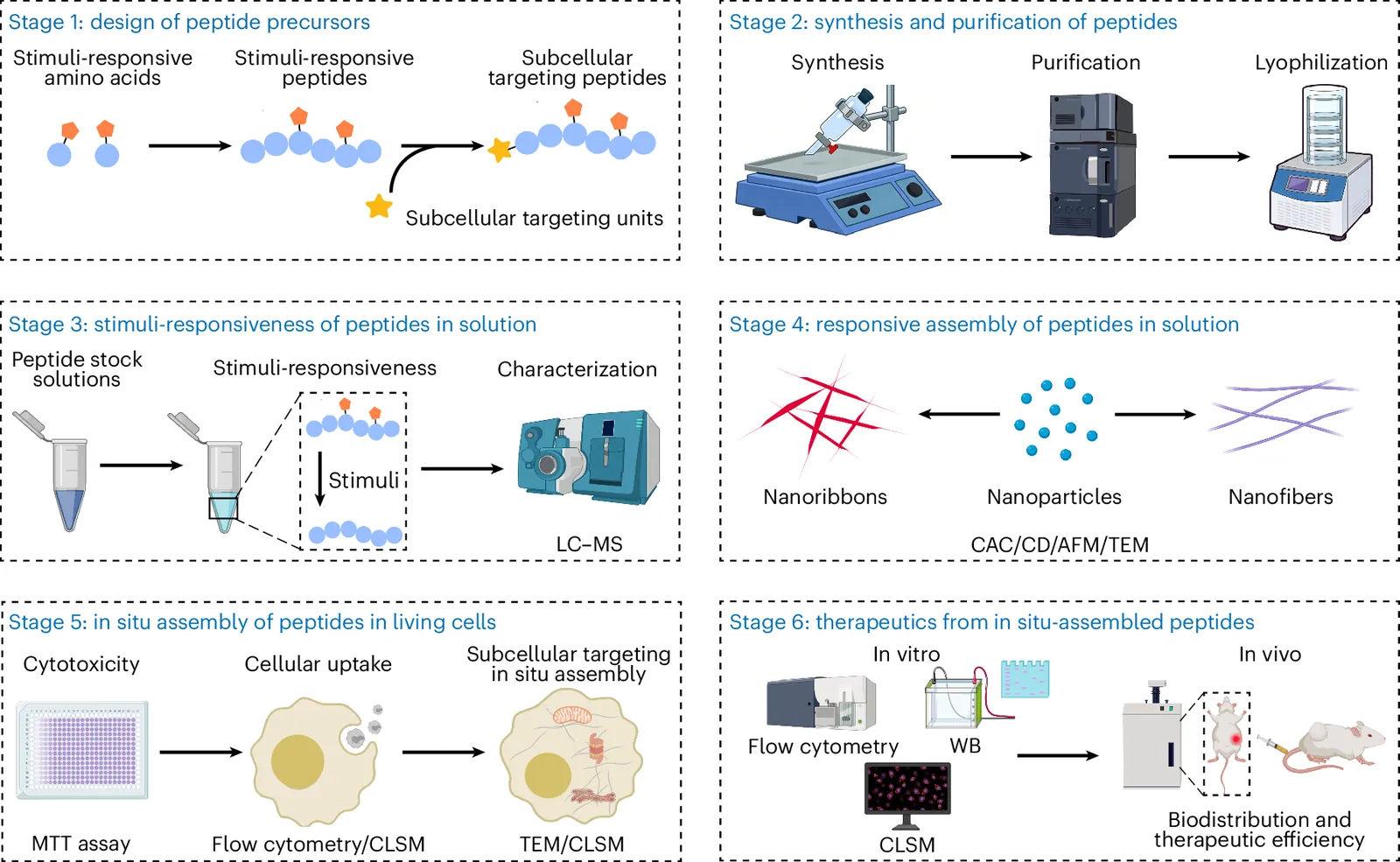 In situ assembly of peptides in living cells