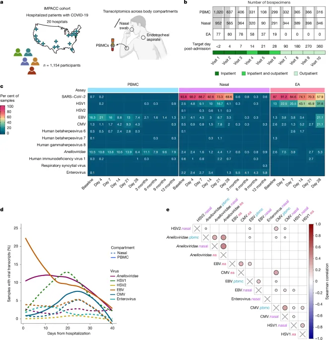 Virus reactivation in acute and long COVID-19 - Nature