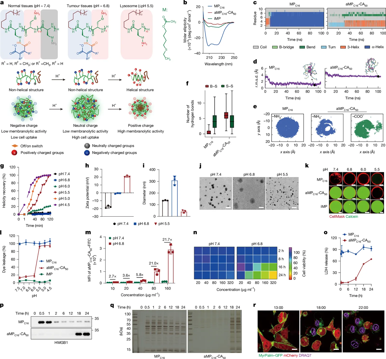 Membranolytic peptide programs immunogenic cell death for cancer therapy