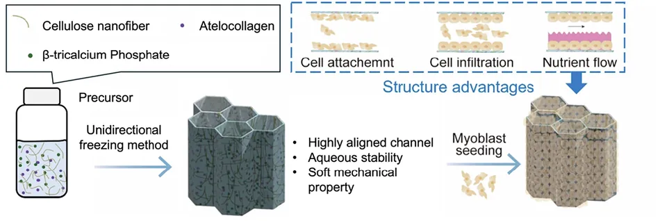 Aligned microchannel scaffolds for accelerated cell infiltration and differentiation