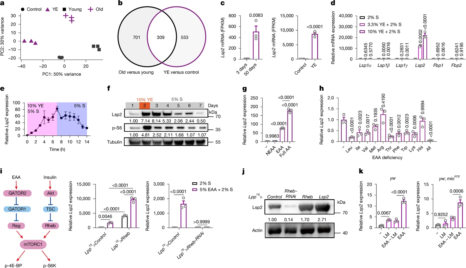 Lsp2 links mTORC1 to TOP mRNA translation and lifespan in Drosophila