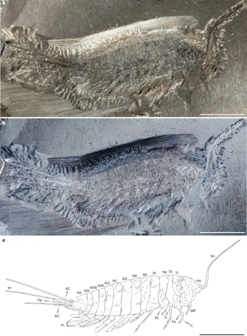 Amphibious stem-insect sheds light on colonization of land - Nature