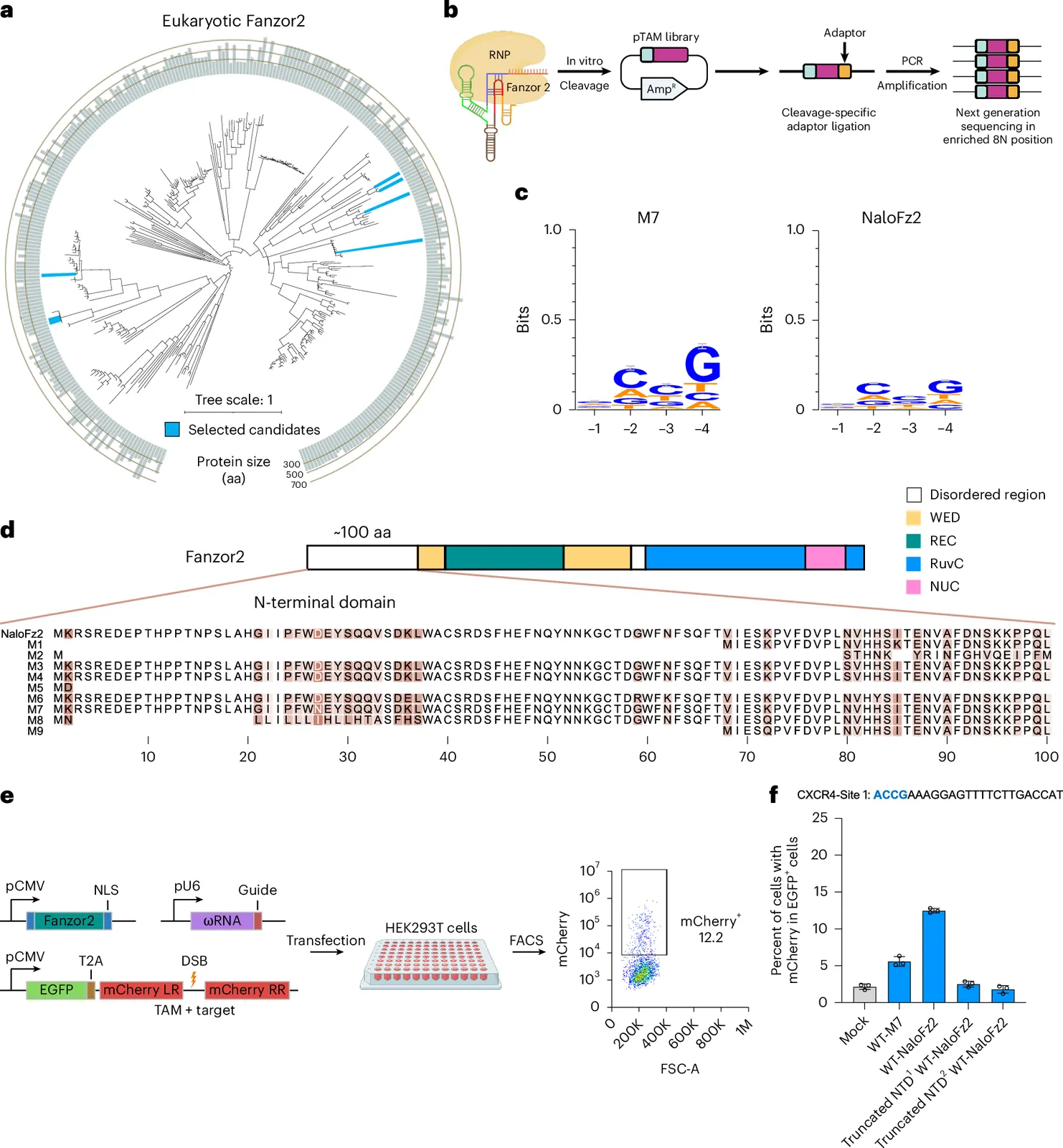 Adaptive model-guided protein evolution with sparse data optimizes compact eukaryotic genome editors