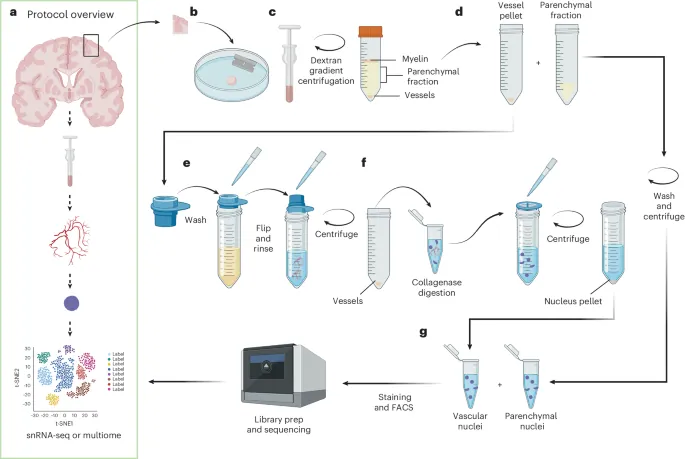 VINE-seq and MultiVINE-seq for single-nucleus and multiome profiling of the brain vasculature - Nature Protocols