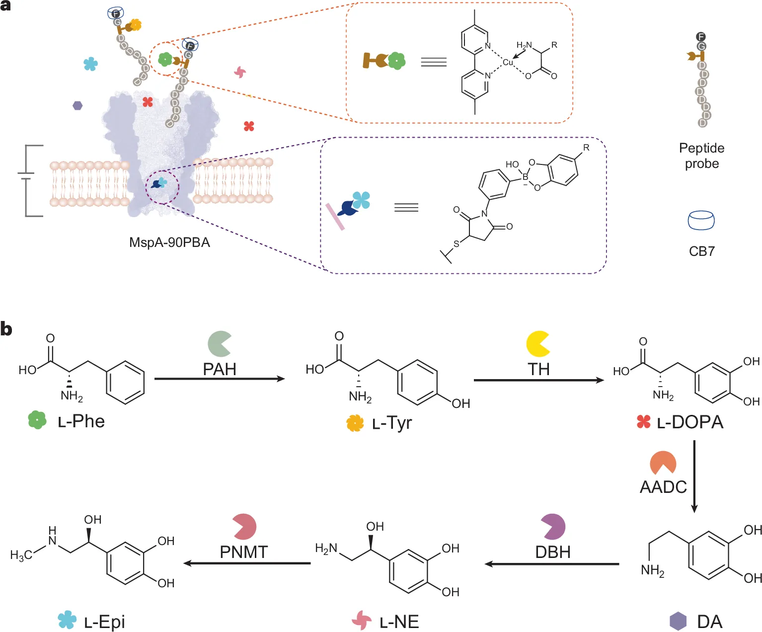 Nanopore-enabled time-resolved monitoring of catecholamine-related phenylalanine metabolism